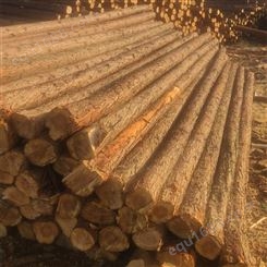杉木绿化支撑杆1-10m原木河道护坡杉木桩施工 原生态打桩木
