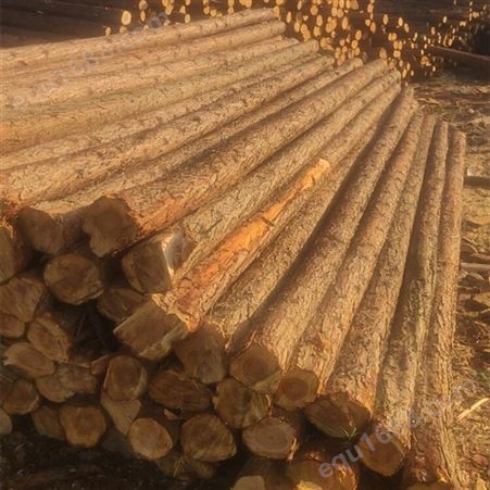 亿展木业打桩木 河道木桩防腐浸泡杉木材质打桩原木 木材加工厂