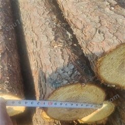 亿展木业 绿化支撑杆 打桩木 优质杉木杆 源头产地 桩基木