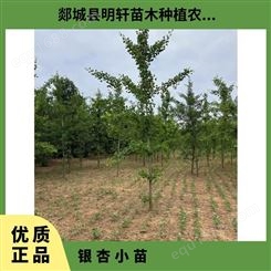0.2-3米 露天 绿化规格2 4 5 8公分 银杏小苗 树形优美 易成活